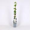 Clematis 'Destiny' Pot 2 Liter