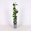 Lonicera brownii 'Dropmore Scarlet' Pot 2 Liter