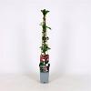 Lonicera per. 'Serotina' Pot 2 Liter