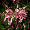 Lonicera per. 'Serotina' Pot 2 Liter