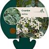 Crambe maritima Pot 9 cm