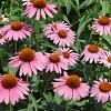 Echinacea p. 'Augustkönigin' Pot 9 cm