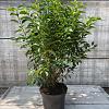 Prunus l. 'Angustifolia' Pot 10 liter 80 - 100 cm