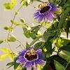 Passiflora caerulea -