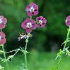 Geranium ph. 'Klepper' Pot 9 cm