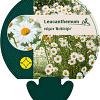 Leucanthemum vulgare 'Maikönigin' Pot 9 cm