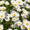 Leucanthemum vulgare 'Maikönigin' Pot 9 cm