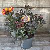 Alstroemeria Indian Summer Pot 5 Liter 