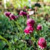 Antennaria dioica Pot 9 cm
