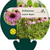 Echinacea p. 'Little Magnus' Pot 9 cm