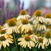 Echinacea 'Sunrise' Pot 9 cm