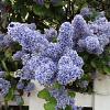 Ceanothus del. 'Gloire de Versaille Pot 2 Liter