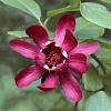 Calycanthus 'Aphrodite' Pot 3 Liter 50 - 60 cm