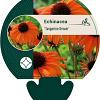 Echinacea 'Tangerine Dream' Pot 9 cm