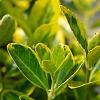 Euonymus jap. 'Aureus' Pot 10 liter