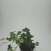 Hedera hibernica Pot 1,5 liter
