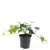 Hedera hibernica Pot 1,5 liter