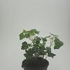 Hedera hibernica Pot 1,5 liter