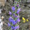 Echium vulgare Pot 9 cm