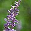Liriope muscari 'Big Blue' Pot 1,5 liter