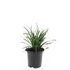 Liriope muscari 'Big Blue' Pot 1,5 liter