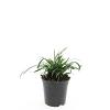 Liriope muscari 'Big Blue' Pot 1,5 liter