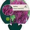 Salvia nem. 'Schwellenburg' Pot 9 cm