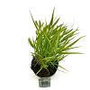 Hakonechloa macra Pot 2 Liter