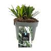 Liriope muscari 'Monroe White' Pot 2 Liter