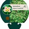 Epimedium pubigerum 'Orangekönigin' Pot 9 cm