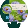 Aster n.-a. 'Barr's Blue' Pot 9 cm