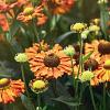 Helenium 'Rauchtopas' Pot 9 cm
