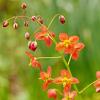Epimedium warl. 'Ellen Willmott' Pot 9 cm