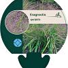 Eragrostis spectabilis Pot 9 cm