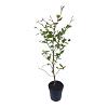 Fagus sylvatica Stam 60 cm