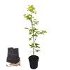 Fagus sylvatica Stam 60 cm