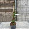 Hydrangea petiolaris Pot 5 Liter 60 - 80 cm