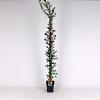 Pyracantha cocc. 'Red Column' Pot 5 Liter 150 - 175 cm