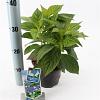 Hydrangea s. 'Bluebird' Pot 2 Liter
