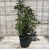 Prunus l. 'Angustifolia' Pot 10 liter 60 - 80 cm
