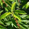 Prunus l. 'Angustifolia' Pot 10 liter 60 - 80 cm