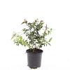 Spiraea jap. 'Froebelii' Pot 1,5 liter