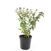 Spiraea jap. 'Froebelii' Pot 1,5 liter