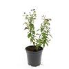 Spiraea jap. 'Froebelii' Pot 1,5 liter