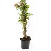 Parthenocissus quinq.engelmannii Pot 1,5 liter