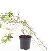 Parthenocissus quinq.engelmannii Pot 1,5 liter
