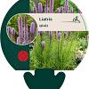 Liatris spicata Pot 9 cm