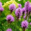 Liatris spicata Pot 9 cm