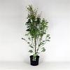 Acer palmatum Pot 12 liter 80 - 100 cm
