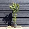 Acer palmatum Pot 12 liter 125 - 150 cm